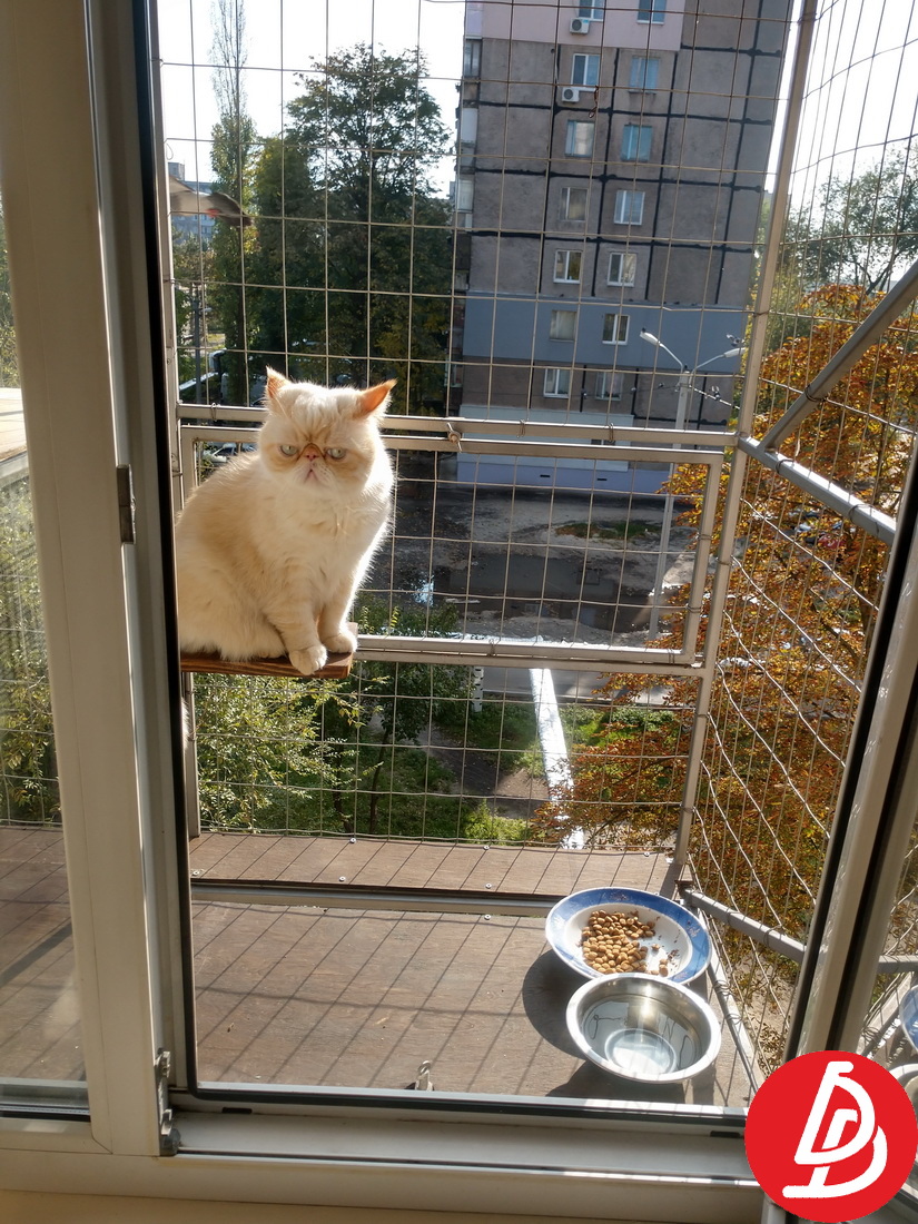 Балкон для выгула кошек-по почте. 