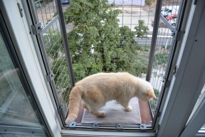 Балкон для выгула кошек-по почте. 