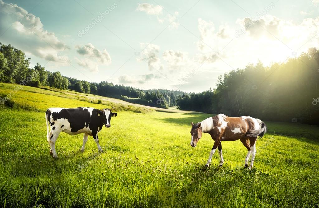 Купуємо у населення корів, коней, лошат, бичків, телиць, телят