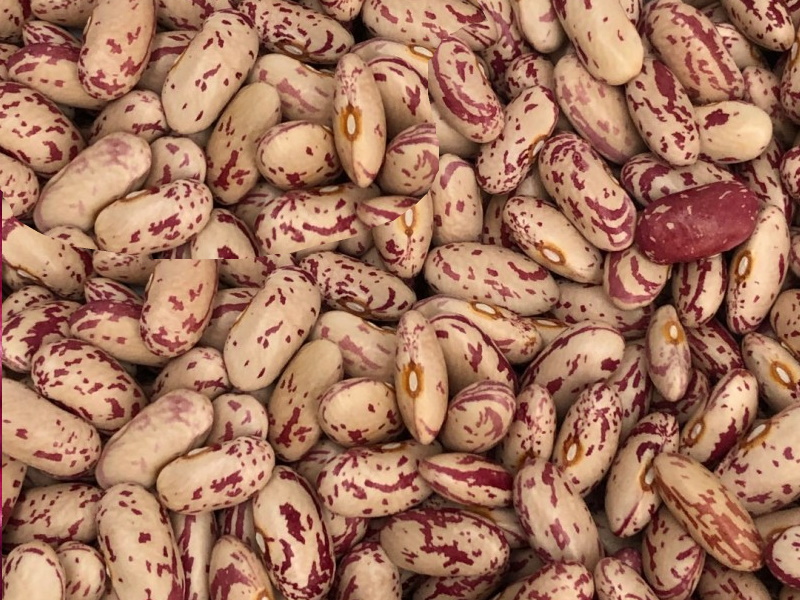 Продаємо квасолю різних сортів. В наявності є різні сорти