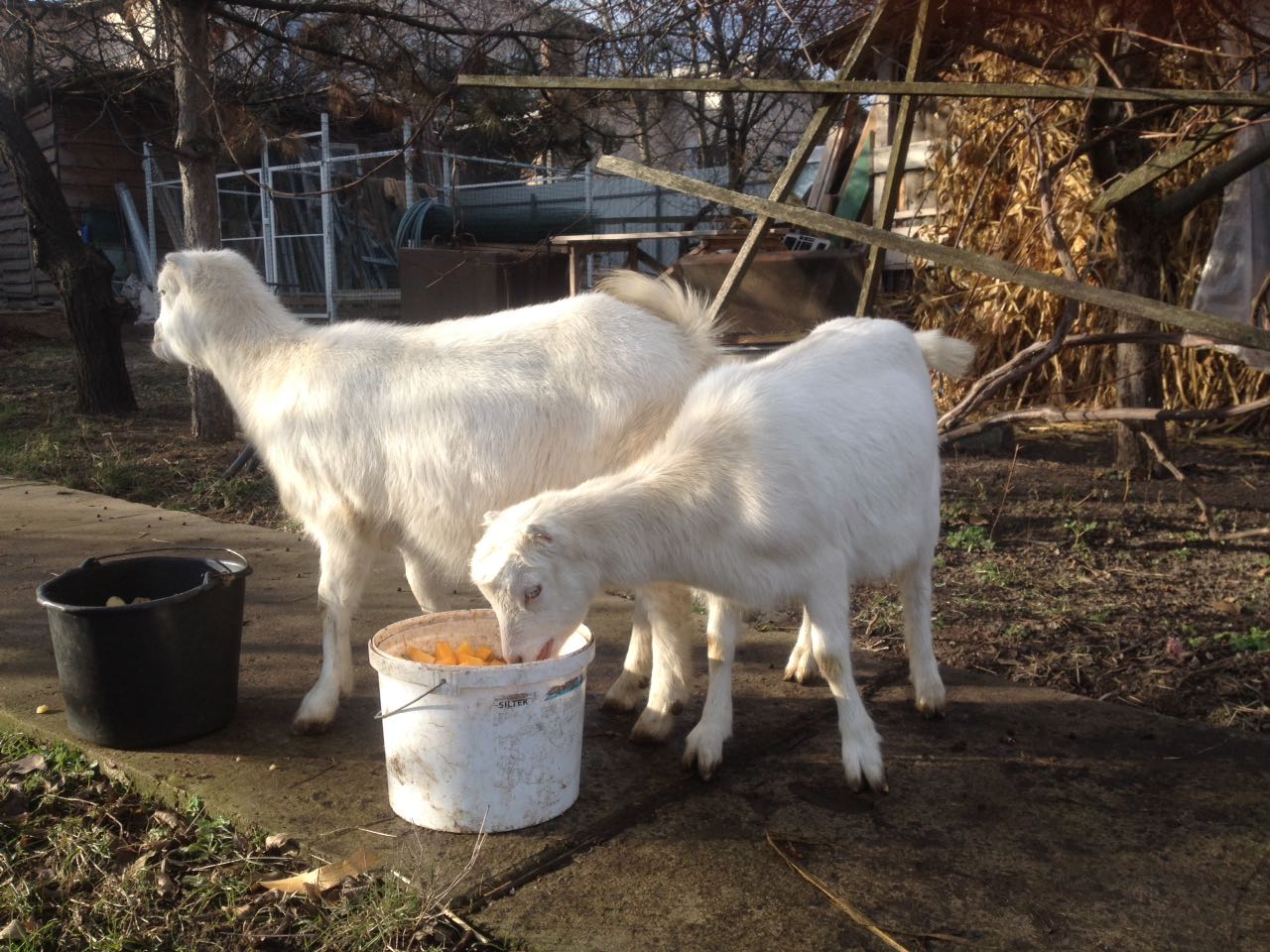 Продам породистую козу и племенных козликов породы Ламанча