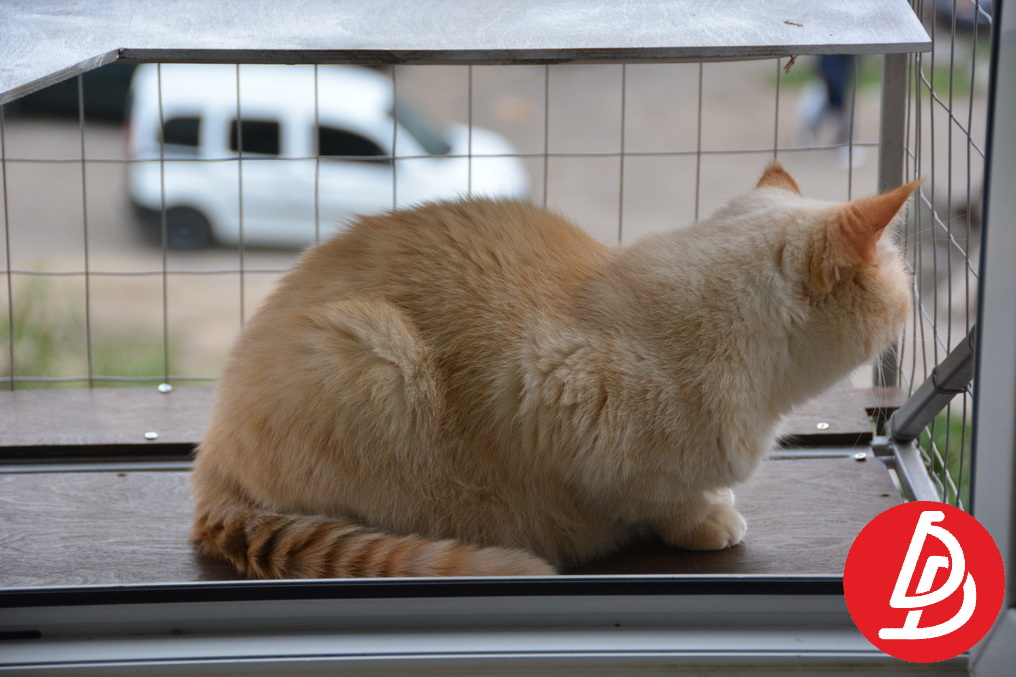 Вольер для кошек на окно.  